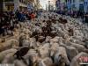 迁徙放牧节重返西班牙马德里 数千只绵羊挤爆市区